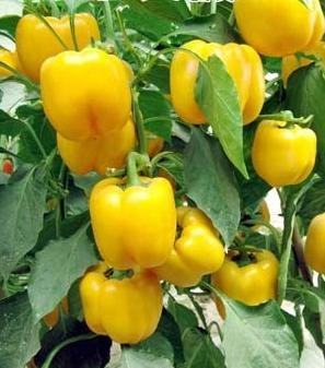 Sladká paprika: kultivace a péče ze semen na ovoce