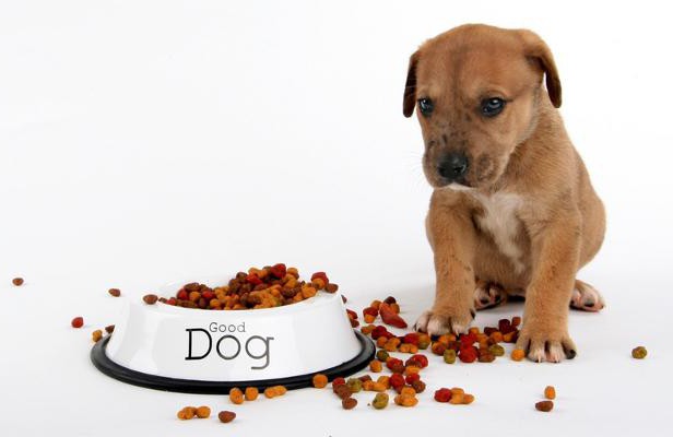 Belcando jídlo pro psy: užitečné vlastnosti, cena, hodnocení vlastníků